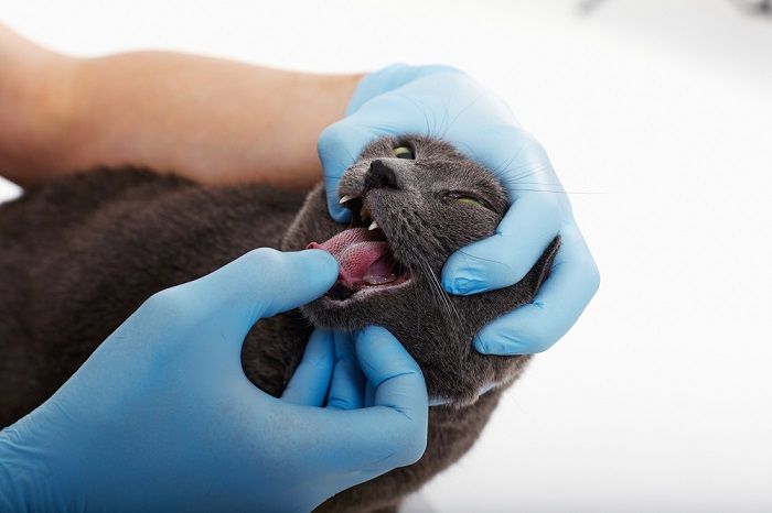 Examen de un gato en el veterinario