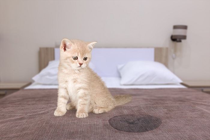 Gato gris sentado cerca de agua mojada o orina