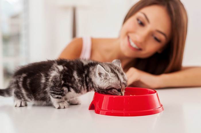 Gatito comiendo comida del cuenco