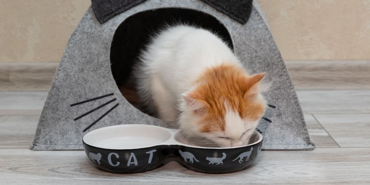 gatito come comida de un tazón