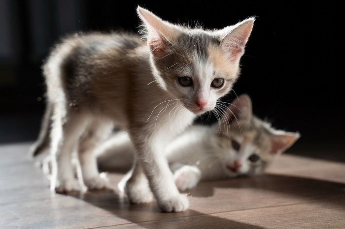 Gatitos en el suelo de madera