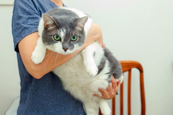 Gato obeso en manos de la mujer