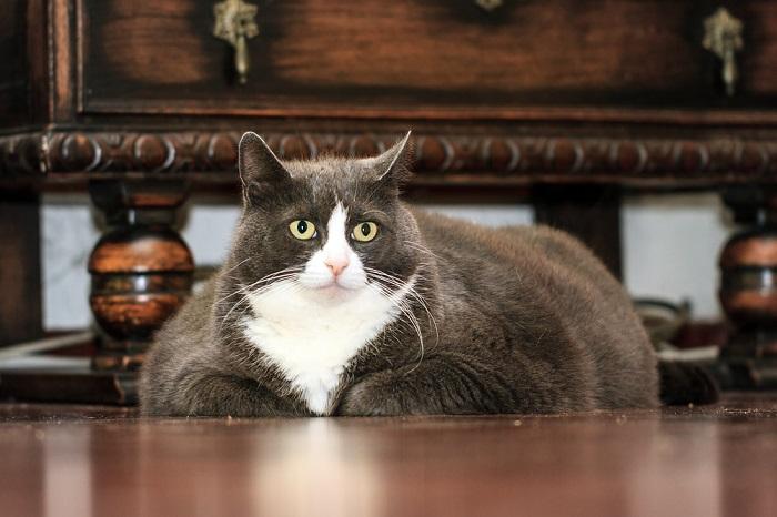 Gato obeso tumbado en el interior