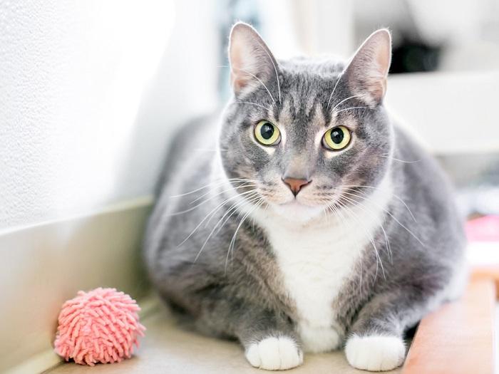 gato doméstico de pelo corto con sobrepeso