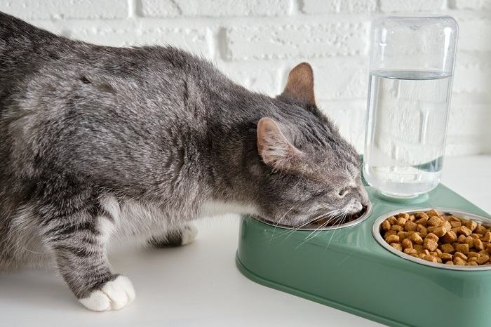 gato bebiendo agua