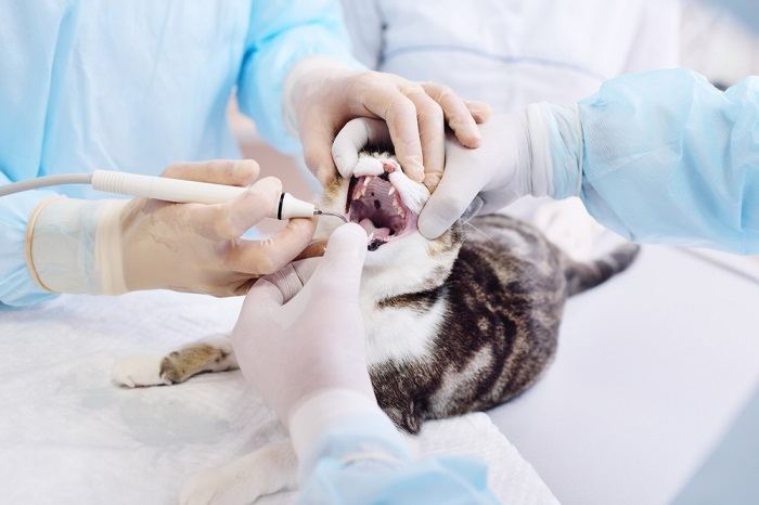 El veterinario examina los dientes del gato