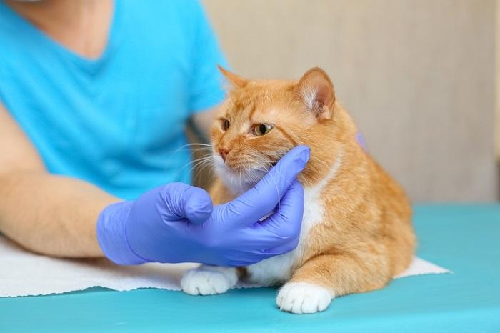 Veterinario examinando gato enfermo