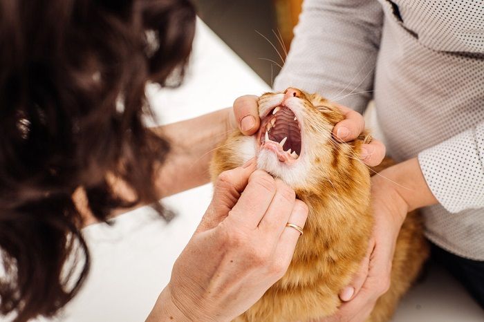 El veterinario revisa la boca del gato