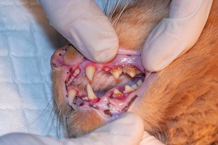 Veterinario examinando los dientes de un gato en una clínica.