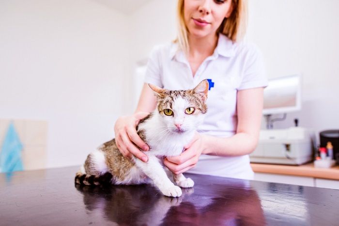 Veterinario sosteniendo un gato