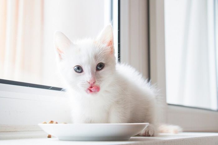 Gatito blanco se lame después de comer