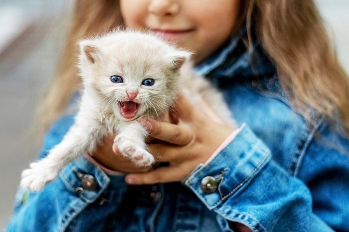 Gatito blanco maúlla en los brazos de una niña