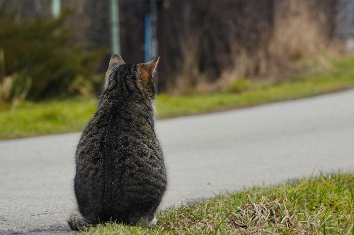 Un gato de rayas grises se sienta hacia atrás