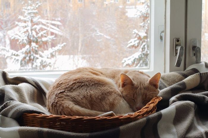 Un gato rojo duerme en una canasta cerca de la ventana.