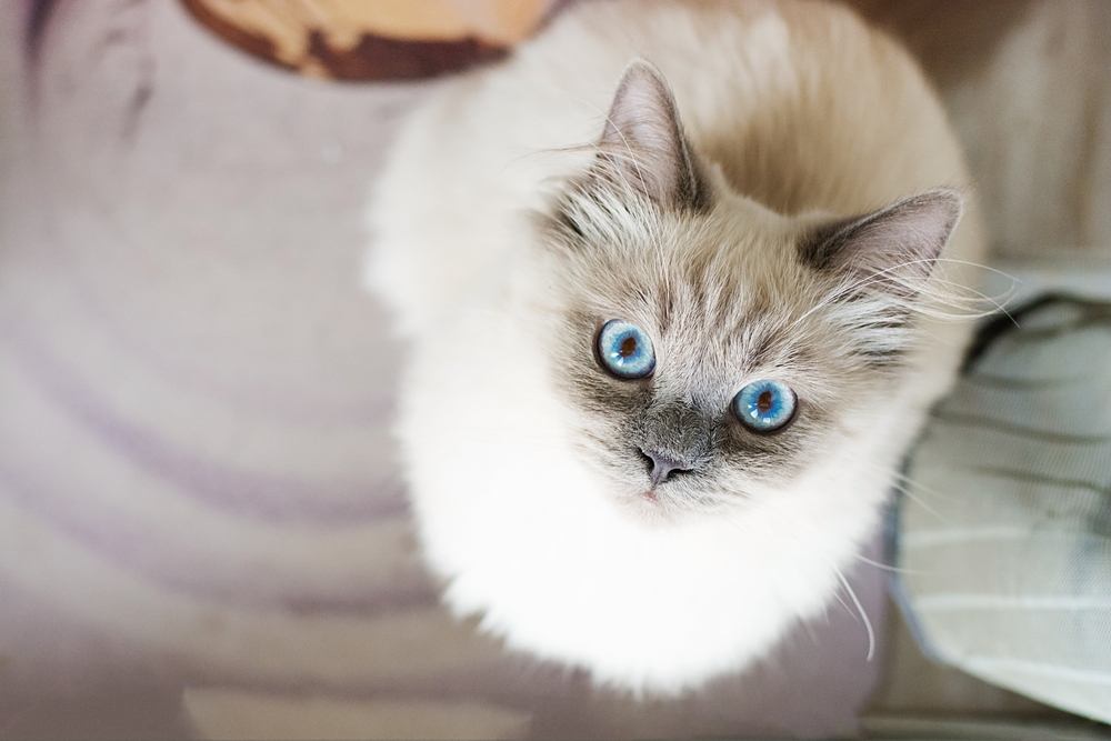 Un gato blanco en posición agachada con los ojos muy abiertos y sorprendido.