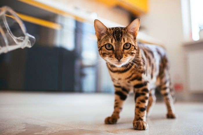 Gato de Bengala camina por el suelo de la cocina.