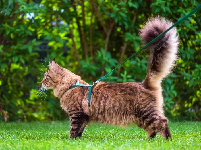 Gato Maine Coon atigrado negro con correa