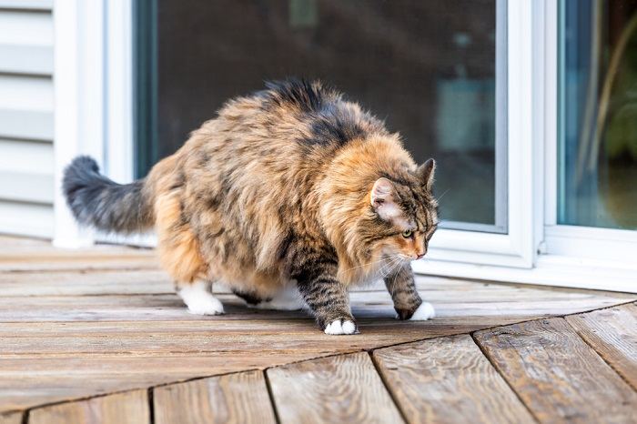 Gato que parece rígido y gordo en una terraza