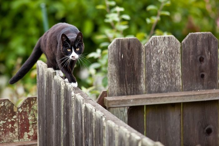 El gato está caminando sobre una valla