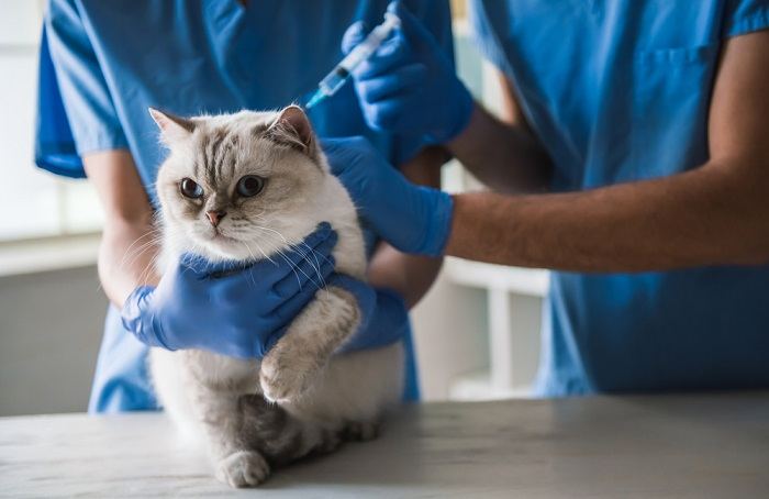 Un lindo gato de ojos azules está acostado en la mesa mientras los veterinarios le están poniendo una inyección.