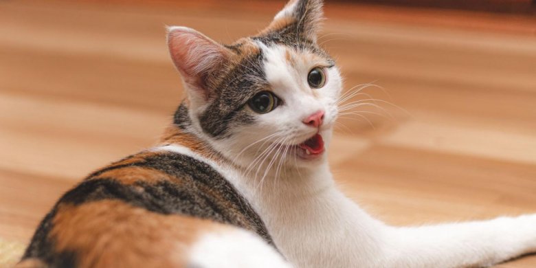 Los 3 tipos de respiración agitada en los gatos - Cats.com
