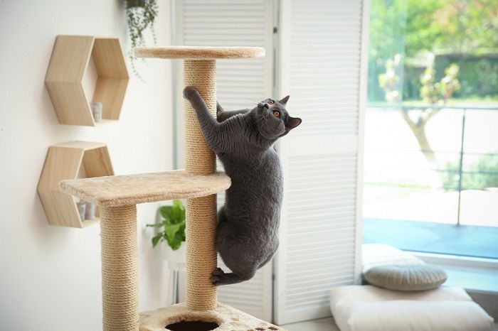 Linda mascota en el árbol para gatos en casa