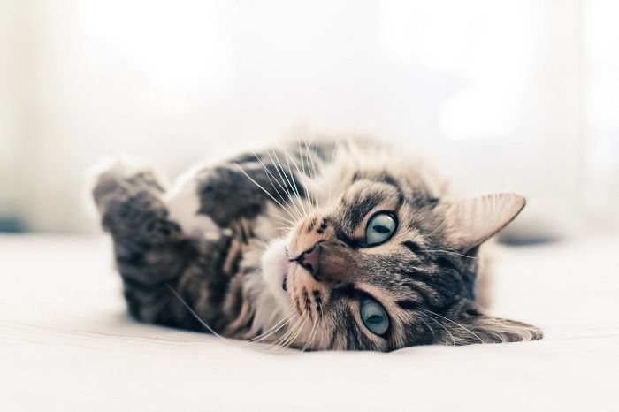 Gato gris acostado en la cama