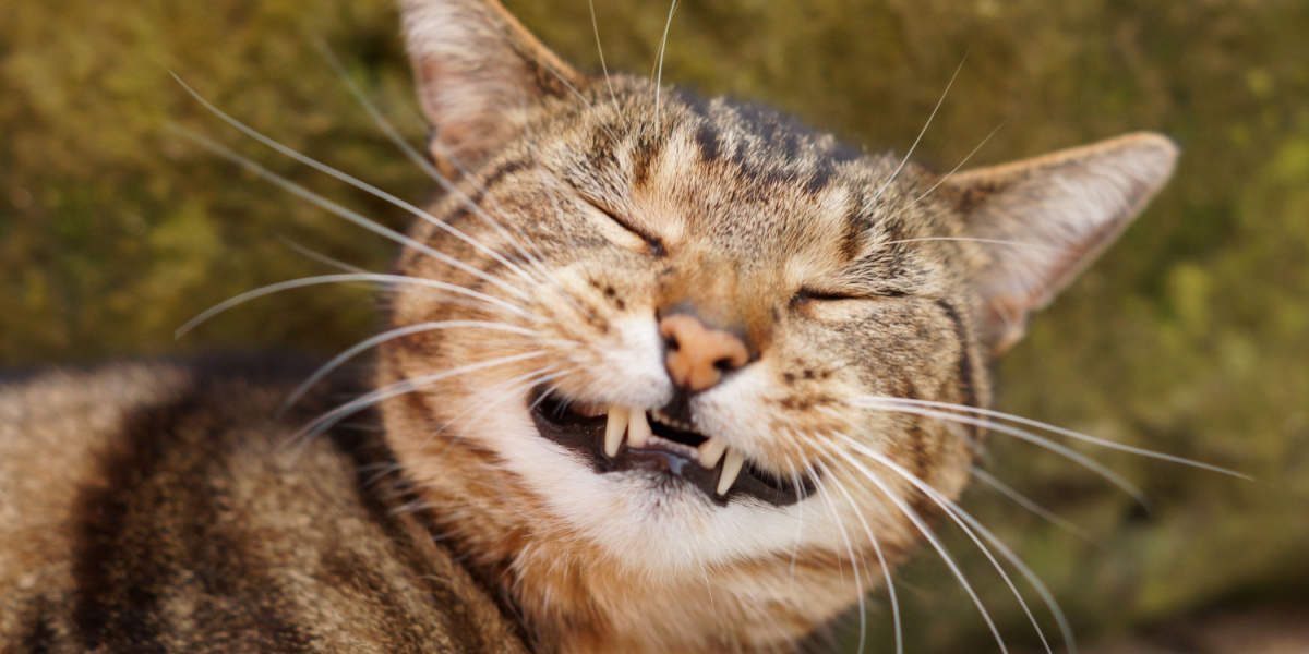 Gato atigrado feliz y sonriente