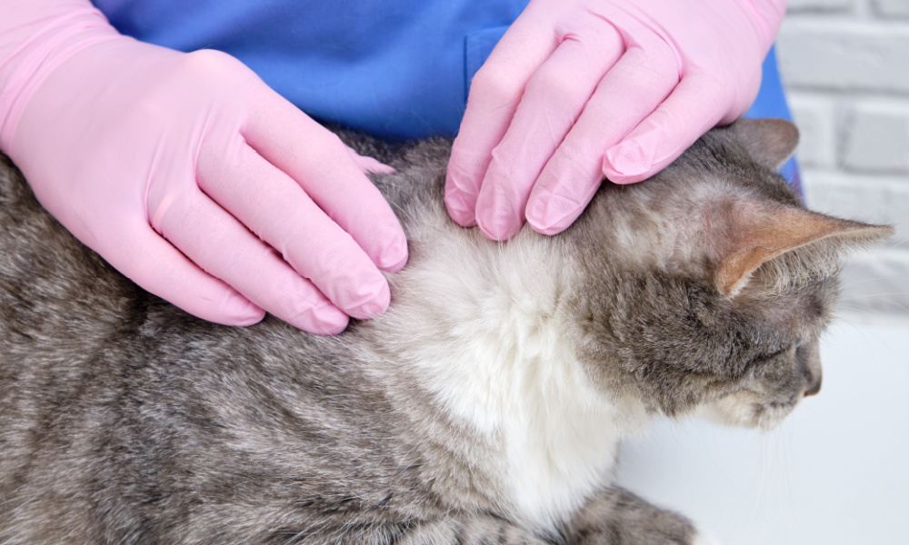 Persona manipulando un gato mientras usa guantes protectores de color rosa