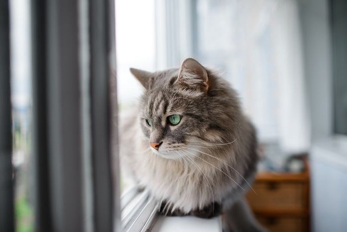 El gato se sienta junto a la ventana.