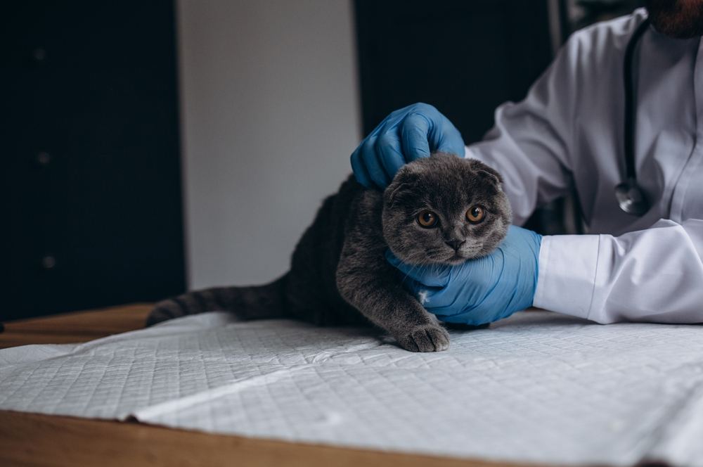 Veterinario examinando gato