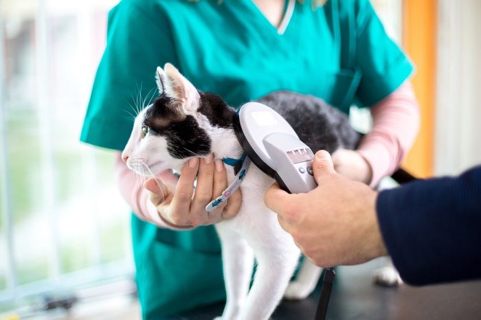 Veterinario revisando el microchip del gato