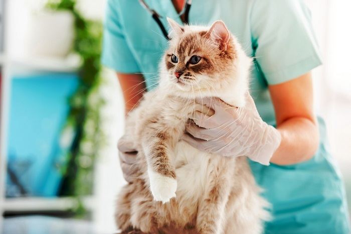 Una veterinaria sostiene a un gato ragdoll peludo durante una atención médica