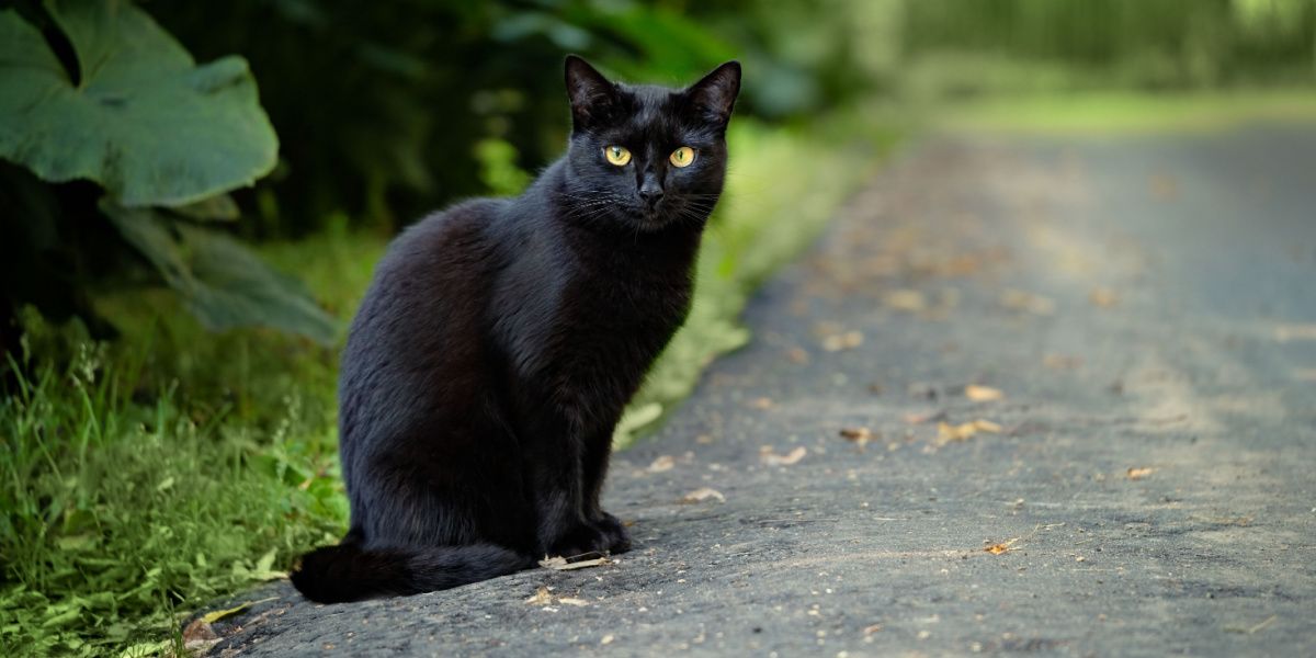 Hermoso gato negro sentado en la carretera