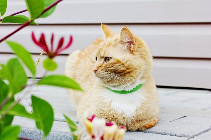 Hermoso gato sentado en la carretera