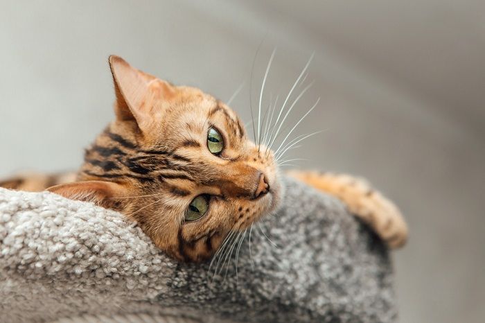 Gato de Bengala acostado en un estante suave para gatos