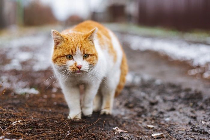 gato en la calle