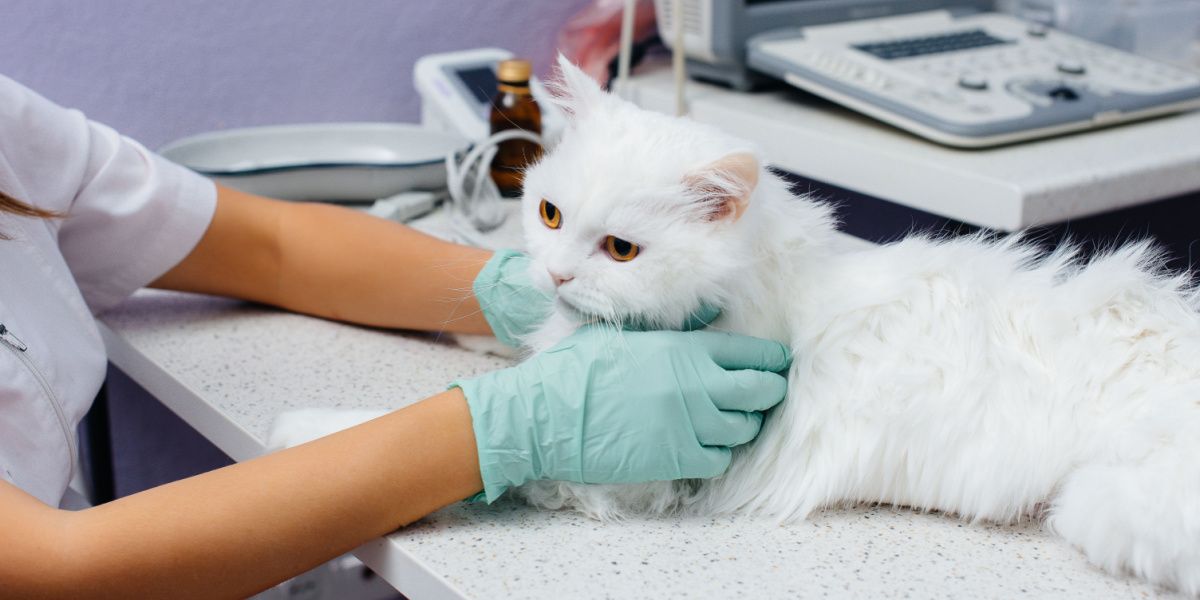 Un gato siendo examinado, posiblemente durante un chequeo veterinario o una evaluación médica.