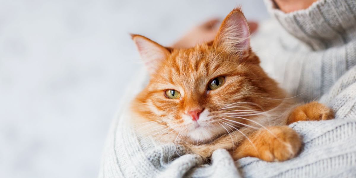 hombre sosteniendo un gato