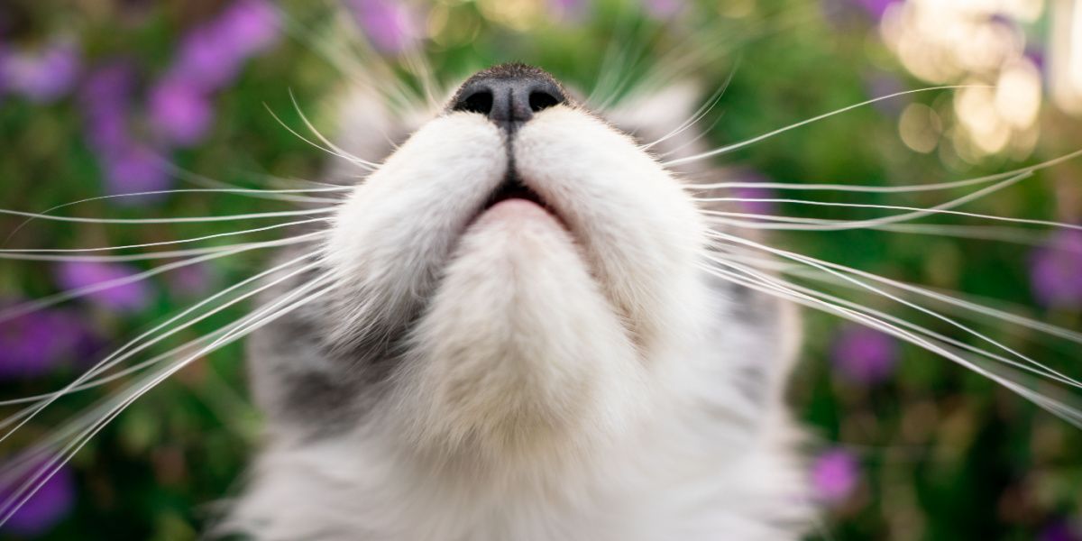 Boca y nariz de un joven gato maine coon