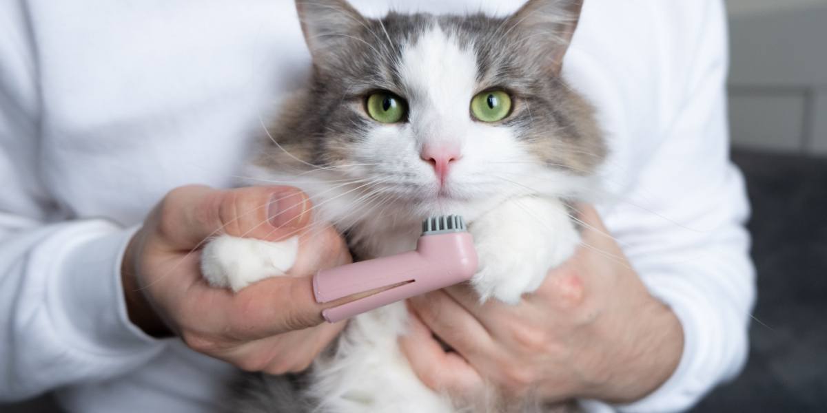 cepillo de dientes para gato