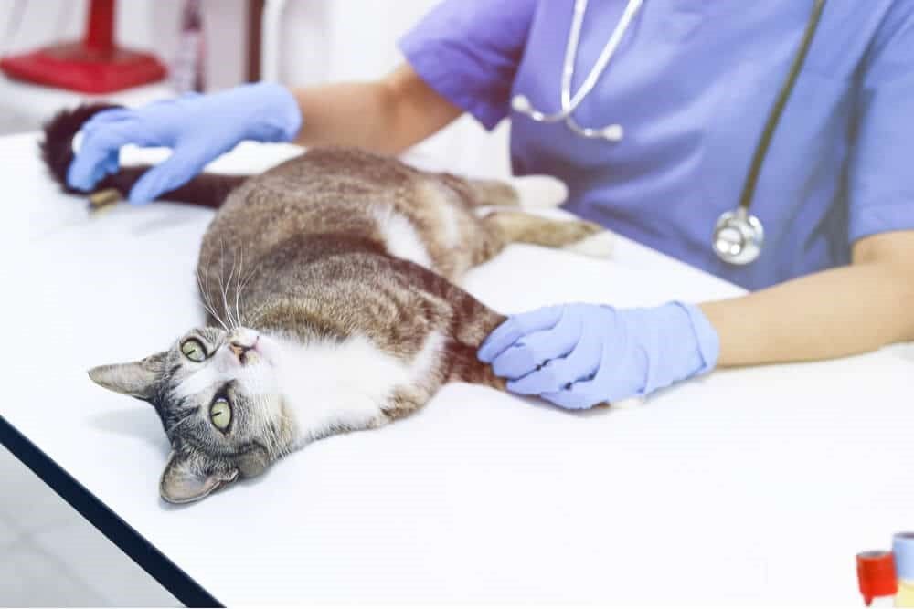 veterinario revisando gato