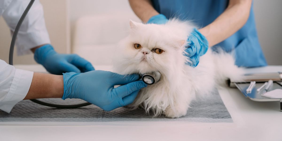 Médico veterinario usando estetoscopio para gatito