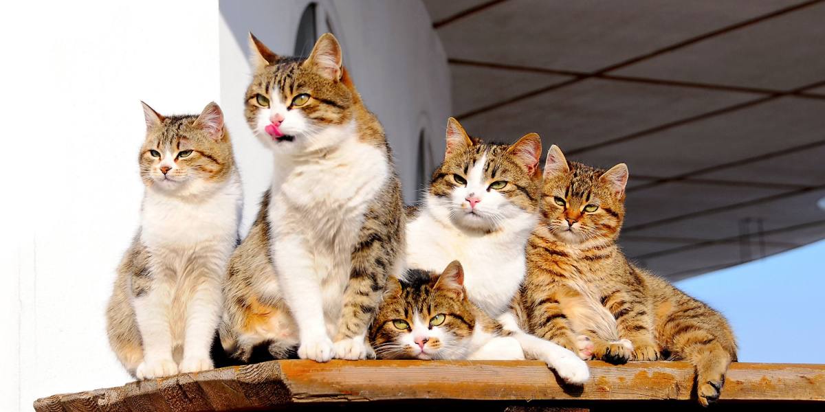 5 miembros de la familia parecidos a los gatos