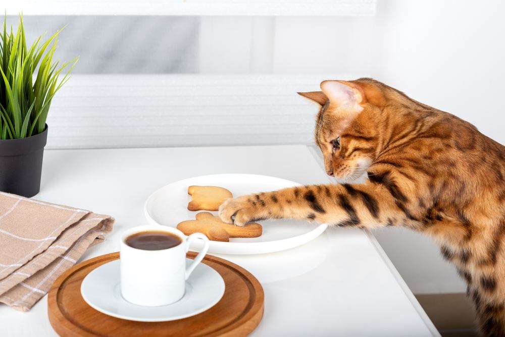 Un gato de Bengala alcanza una galleta en un plato.