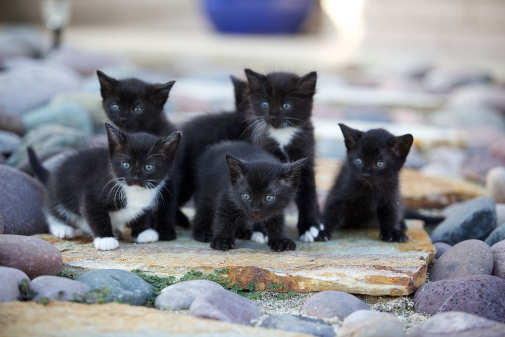 Una camada de gatitos blancos y negros afuera, sobre las rocas.