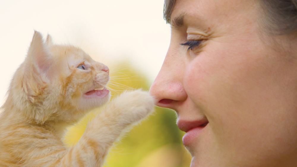 Un adorable gatito atigrado de color naranja toca suavemente la nariz de la joven