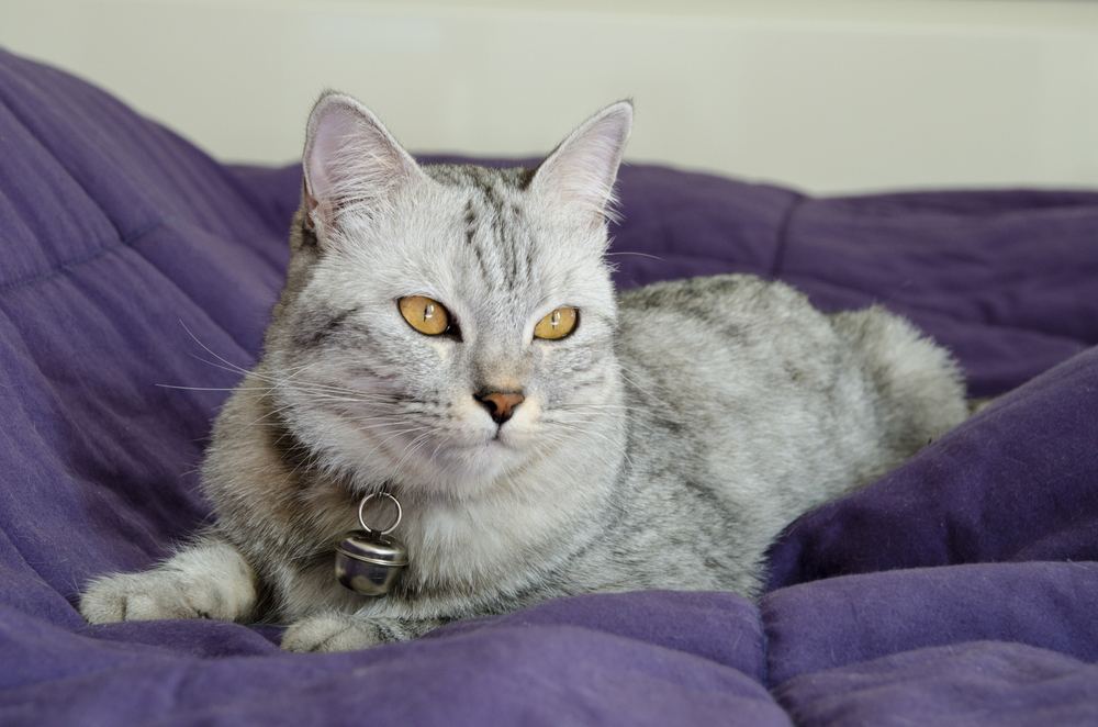 Hermoso gato está acostado sobre una manta violeta.