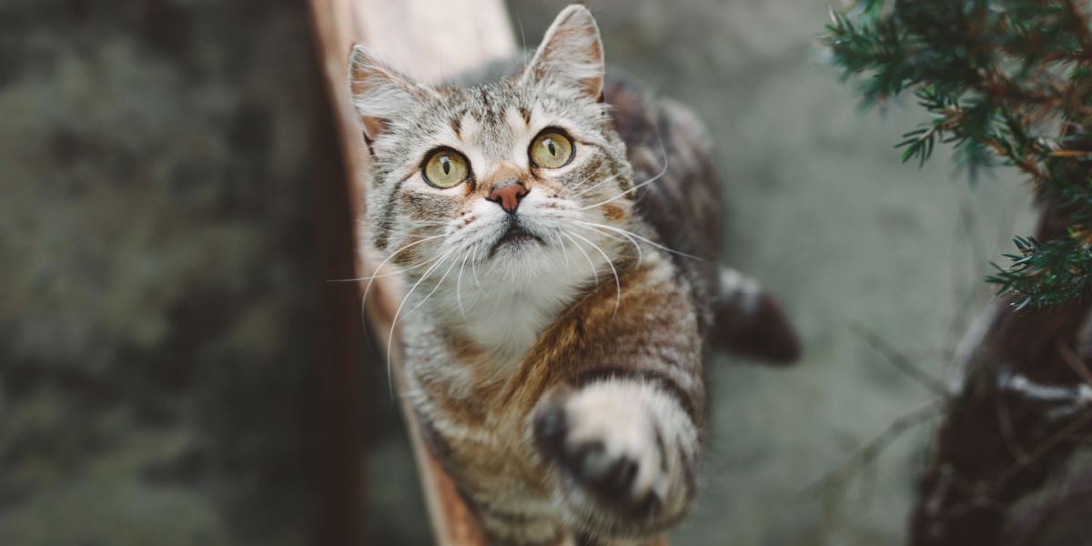 Una imagen cautivadora de un hermoso gato rayado de pelo corto sentado con gracia mientras levanta su pata delantera, mostrando una postura elegante y equilibrada que irradia encanto y curiosidad.