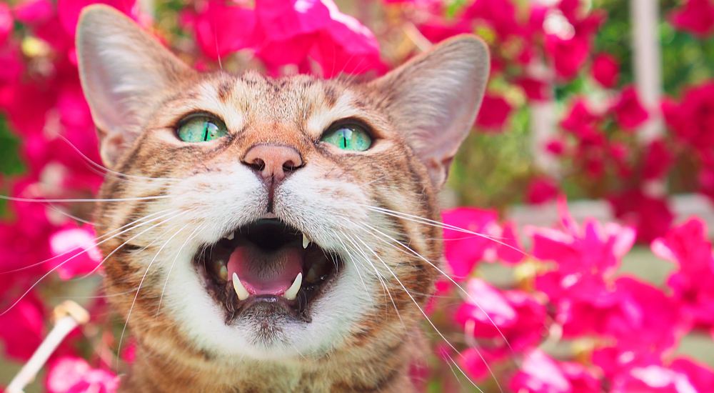 Gato de Bengala maullando.